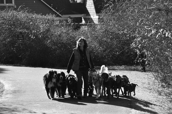 Hoe kunnen we wilde dieren in stedelijke gebieden beschermen?