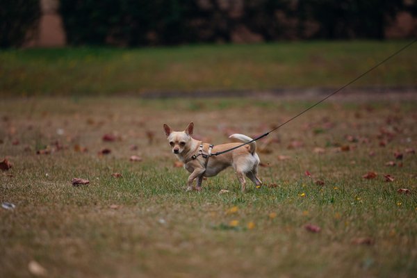 Welke innovaties helpen bij het beschermen van wilde dieren?