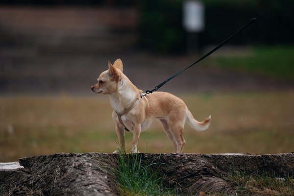Wat zijn de meest bedreigde diersoorten ter wereld?